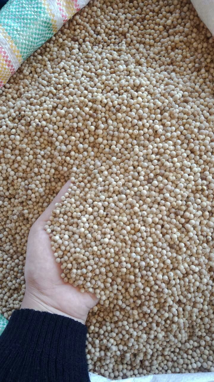 zo-th-1