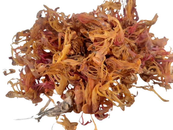 zo-th-1