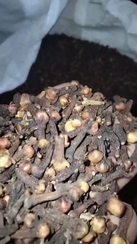 clove