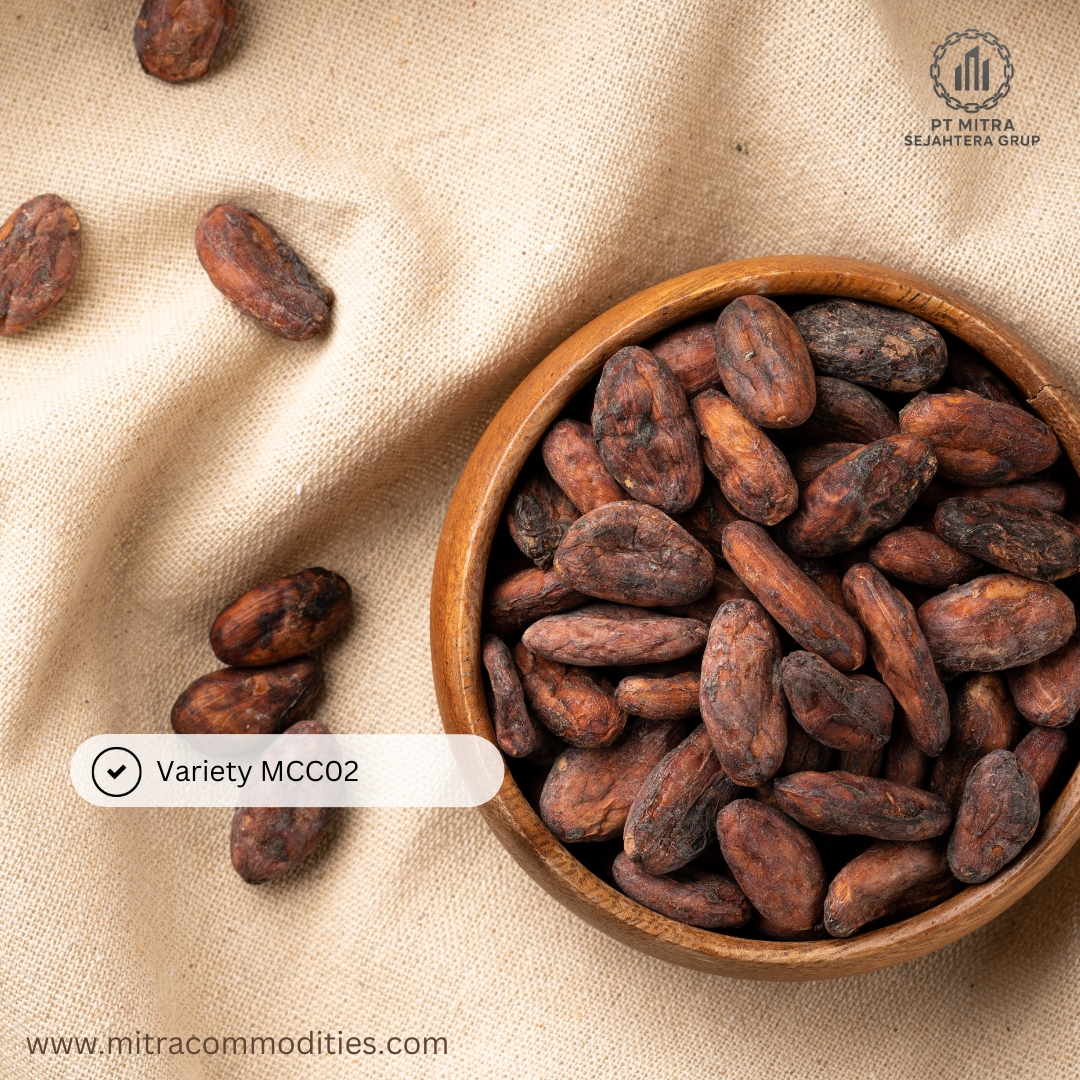 Cocoa Beans Variety MCC02