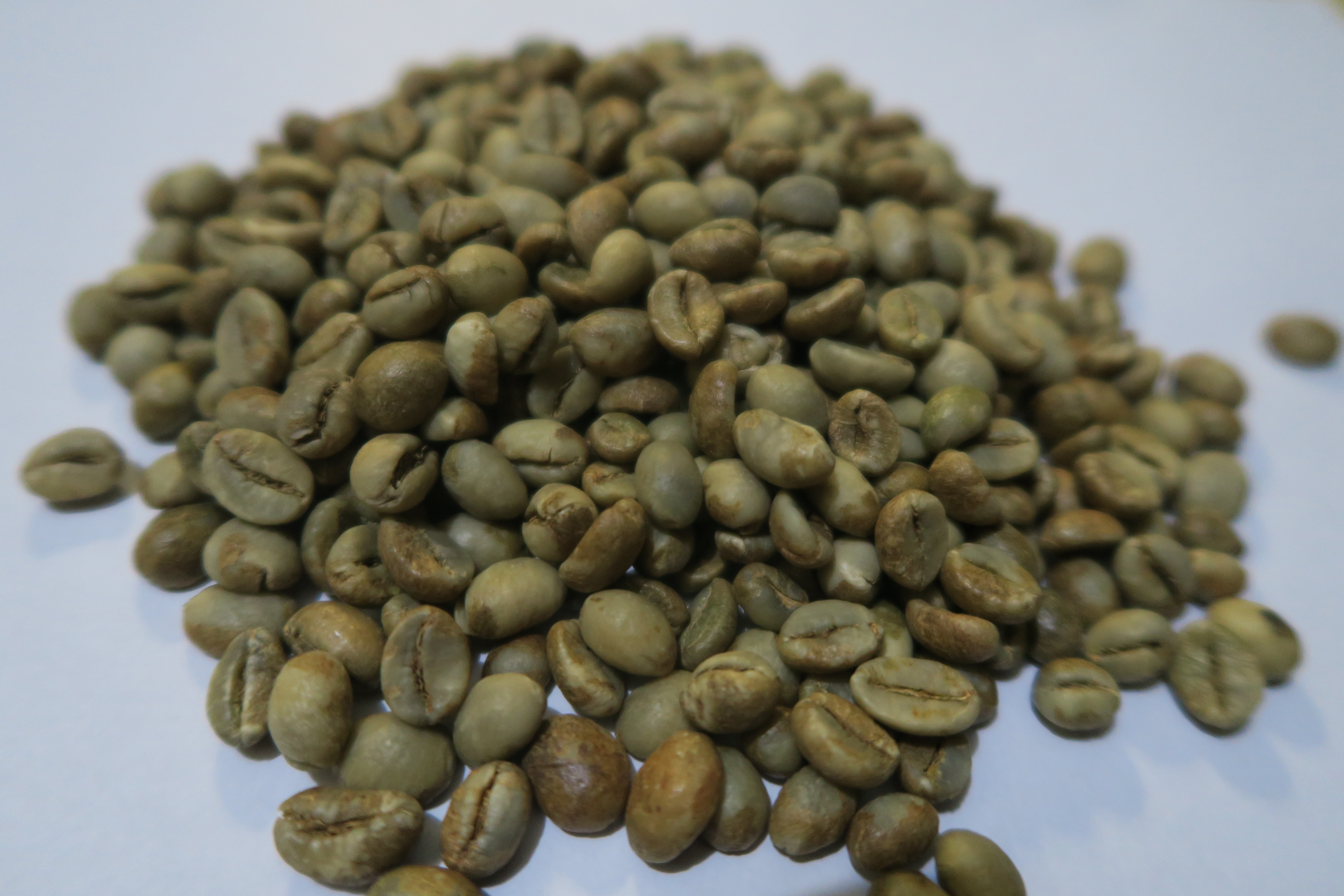 Robusta Coffee Beans Java | Inaexport