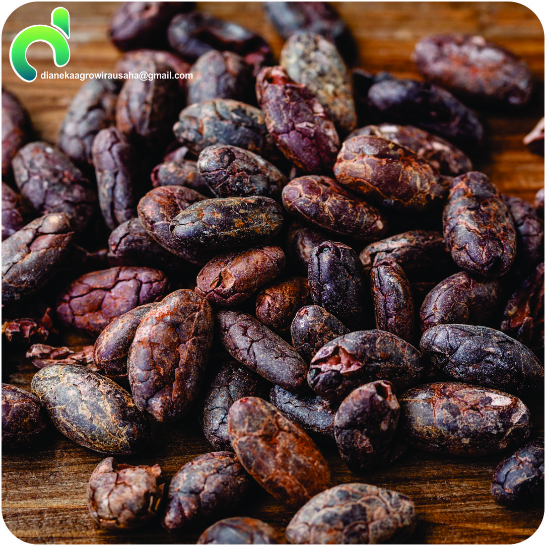 COCOA BEANS