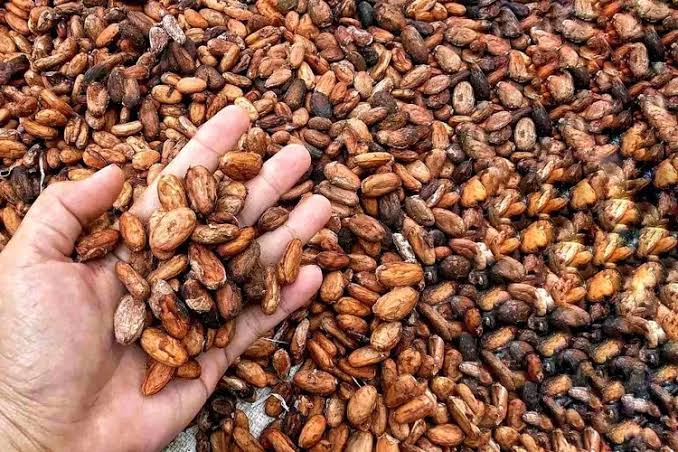 Premium Indonesian Dried Cacao Beans (Fermented/Non-Fermented)