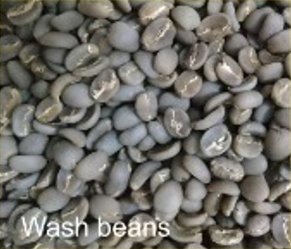 Arabica Coffee bean